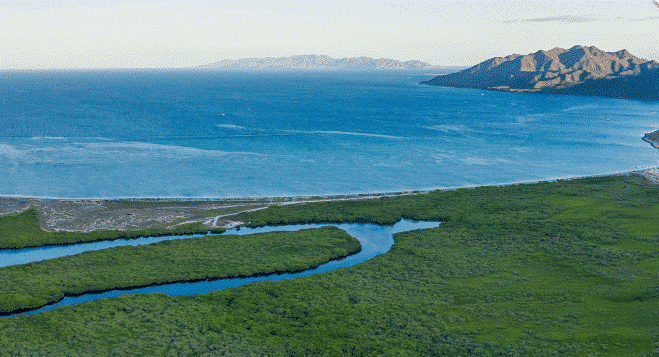 Mangroves at magdalena bay project carbon credits